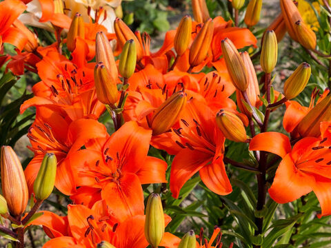 Orangefarbene Lilien. – Folie 11