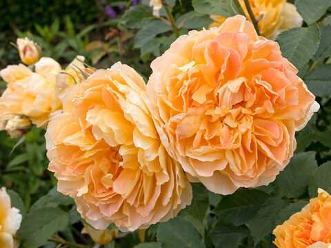 Orangefarbene Rosen in einem Garten in England. – Folie 12