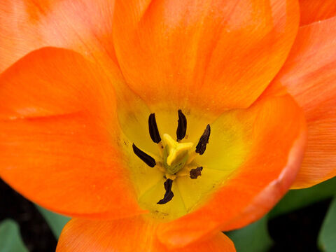 Orangefarbene Tulpe. – Folie 13