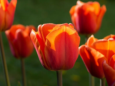 Orangefarbene Tulpen. – Folie 14