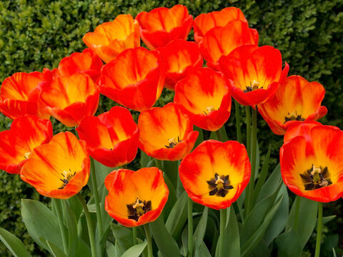 Orangefarbene Tulpen. – Folie 15