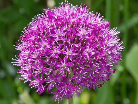 Zierlauchblüte. – Folie 16
