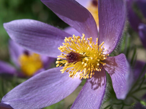 Küchenschellenblüte. – Folie 17