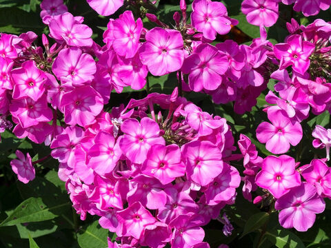 Flammenblumenblüte. – Folie 20
