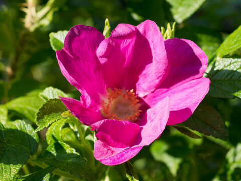 Rosa Rose. – Folie 1