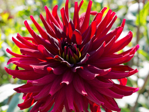 Rote Dahlie. – Folie 5