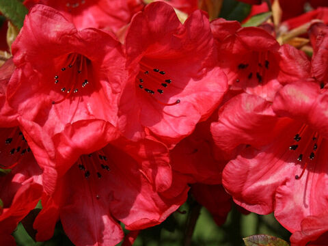 Rote Rhododendronblüten. – Folie 7