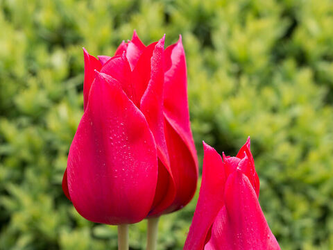 Rote Tulpen. – Folie 8