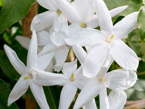 Kranzschlingenblüten. – Folie 12