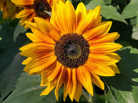 Sonnenblumen. – Folie 14