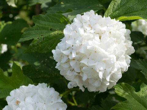 Gemeiner Schnellball-Blüten. – Folie 17