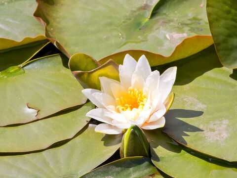 Seerose. – Folie 19