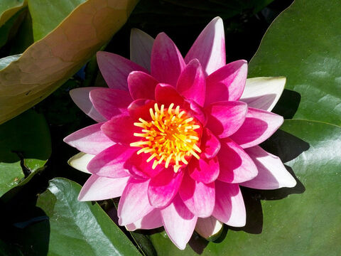 Seerose. – Folie 20