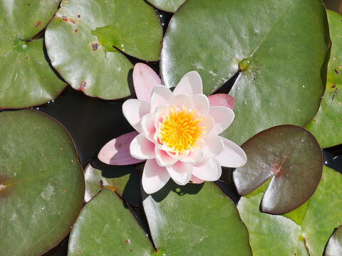Seerose. – Folie 1