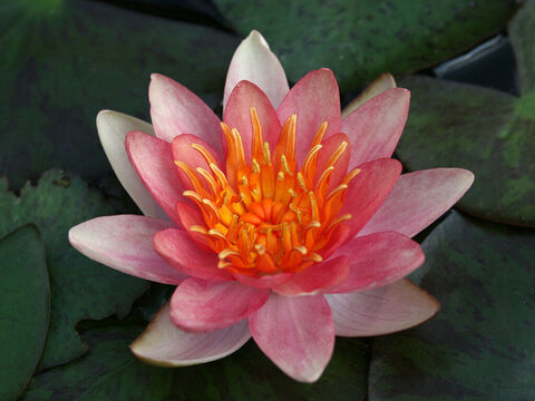 Seerose. – Folie 2