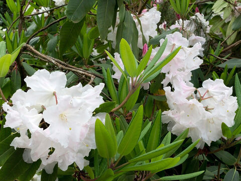 Weiße Rhododendronblüten. – Folie 5