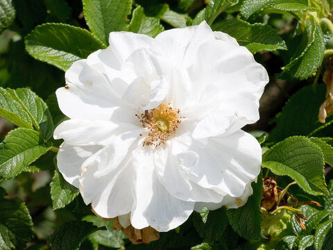 Weiße Rose. – Folie 7