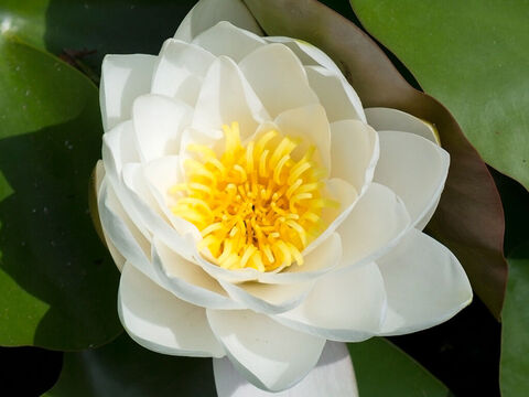 Weiße Seerose. – Folie 8