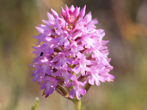 Wilde Orchidee. – Folie 12