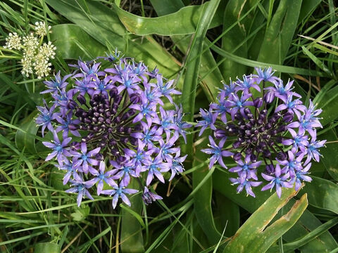 Blausternblüten. – Folie 16