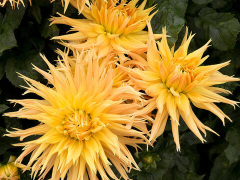 Gelbe Dahlienblüten. – Folie 17