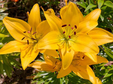 Gelbe Lilien. – Folie 19