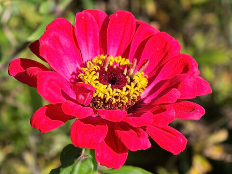 Zinnienblüte. – Folie 20