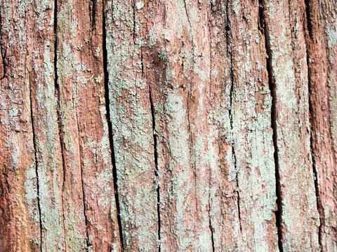 Baumstammstruktur. – Folie 2