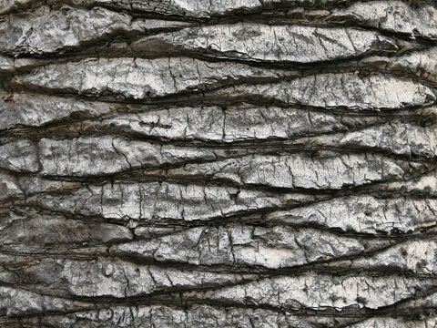 Palmenrinde. – Folie 3
