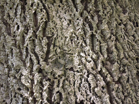 Rinde der Korkeiche (Quercus). – Folie 5