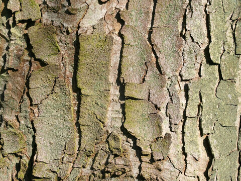 Rinde eines alten Bergahorns (Acer campestris). – Folie 6