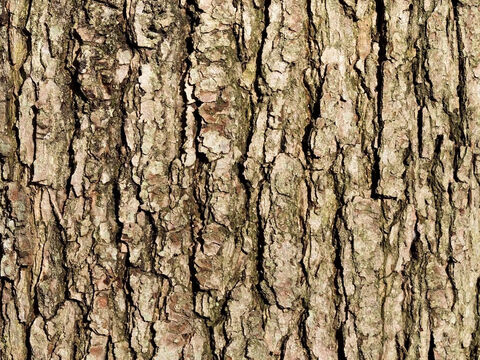 Rinde einer Eiche (Quercus). – Folie 7