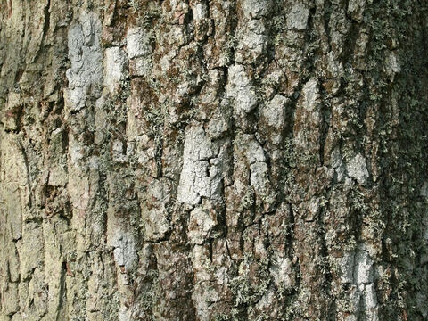 Rinde einer Esche (Fraxinus). – Folie 9