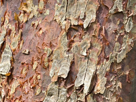 Rinde eines exotischen Baumes. – Folie 10