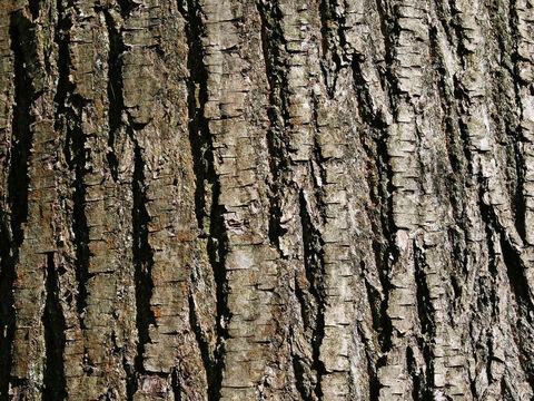 Rinde einer Edelkastanie (Castanea). – Folie 11