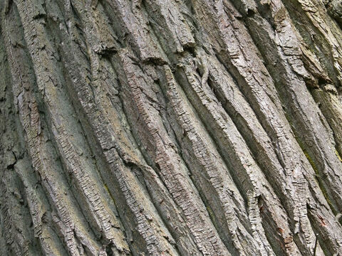 Rinde einer Edelkastanie (Castanea sativa). – Folie 12