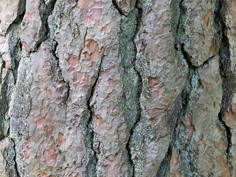 Rinde einer Waldkiefer (Pinus sylvestris). – Folie 13