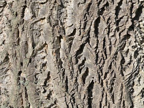 Rinde eines Korkbaums (Phellodendron). – Folie 14