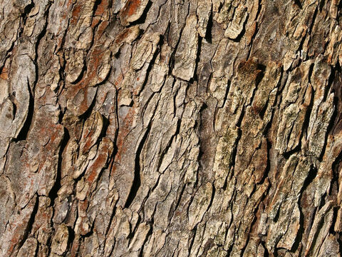 Rinde einer Rosskastanie (Aesculus hippocastanum). – Folie 15