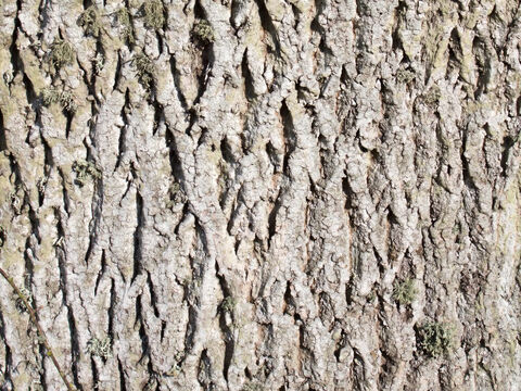 Rinde einer Esche (Fraxinus) mit Flechten. – Folie 17