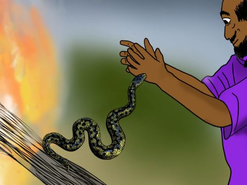Aber zwischen den Ästen war eine Schlange, die nicht ins Feuer geworfen werden wollte. Als Paulus das Holz ins Feuer warf, sprang die Schlange hoch und biss Paulus in die Hand. – Folie 25