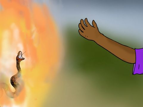 Paulus schüttelte die Schlange schnell ab und ließ sie ins Feuer fallen. – Folie 26
