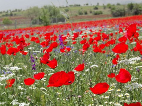 Seht, wie die Blumen auf dem Feld wachsen. Sie arbeiten nicht und nähen sich keine Kleider. – Folie 8