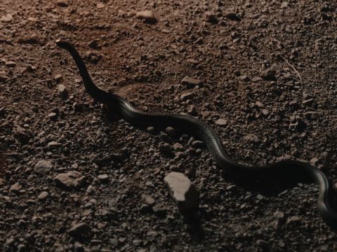 Mose warf ihn auf den Boden, und er verwandelte sich in eine Schlange. Er rannte vor ihr davon. – Folie 10