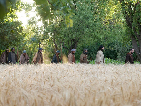 Der Sabbat war ein Ruhetag. Jüdische Bauern, die Gottes Gesetzen gehorchten, ernteten ihr Getreide nicht am Sabbat. – Folie 1