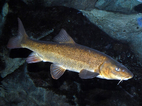 Eine weitere wichtige Fischart sind die Biny-Fische. Diese Fische sind leicht an den „Barteln“ oder dem Bartfäden zu erkennen, die um das Maul herum hängen. Diese Fische waren bei den Sabbatfesten beliebt. – Folie 5