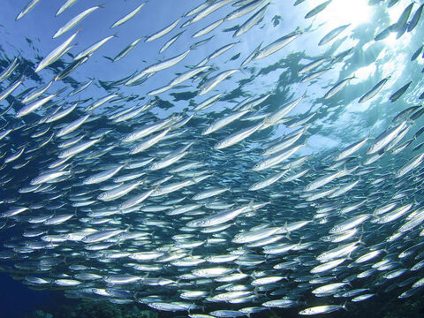 Die dritte wichtige Fischart ist die Sardine oder der „kleine Fisch“, der dazu neigt, sich in großen Schwärmen zusammenzuschließen. – Folie 6