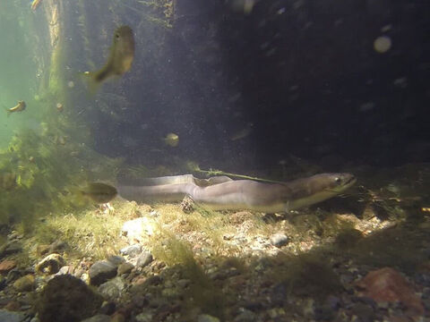 Das jüdische Gesetz verbot den Verzehr von Fisch ohne Schuppen (3. Mose 11,9-12). Dazu gehörten Schalentiere, Welse, Aale, Rochen und Lampenrochen. Einige „unreine Fische“ sahen aus wie Schlangen, und möglicherweise bezog sich Jesus darauf, als er sagte. „Wer von euch wird, wenn sein Sohn um einen Fisch bittet, ihm eine Schlange geben?“ (Matthäus 7,9–10). – Folie 8