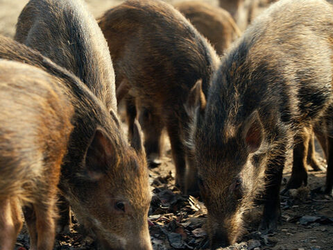 Auf dem nahegelegenen Hügel war eine große Schweineherde. – Folie 9