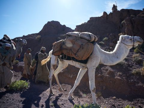 Als Josefs Brüder sich zum Essen hinsetzten, blickten sie auf und sahen eine Karawane Ismaeliter aus Gilead kommen. Ihre Kamele waren mit Gewürzen, Balsam und Myrrhe beladen und sie waren auf dem Weg nach Ägypten.<br/>Juda sagte zu seinen Brüdern: „Was haben wir davon, wenn wir Josef töten und sein Blut vergießen? Verkaufen wir ihn an die Ismaeliter! Schließlich ist er unser Bruder, unser eigenes Fleisch und Blut.“ Die Brüder stimmten zu. – Folie 15